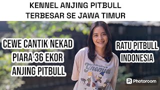 KENNEL PITBULL TERBESAR SE JAWA TIMUR  ‼️ 36 EKOR ANJING RATU PITBULL INDONESIA ‼️