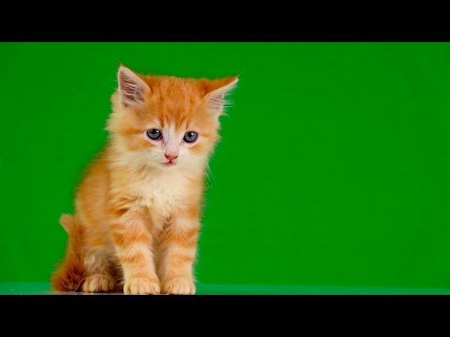 cat green screen | No Copyright ©️ | green screen videos class=