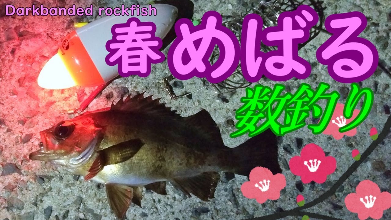 メバル釣り 春一番とメバルの数釣り カゴ釣り 夜釣り 広島の釣り Youtube