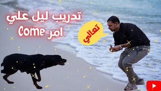 ازاي تدرب كلبك علي امر تعالا او come/ تدريب الكلاب علي امر تعالي