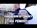 Как выбрать свинку на ремонт (свиноматку)