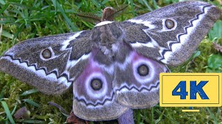 Zigzag Emperor Moth: Gonimbrasia tyrrhea [4K Quality] from South Africa