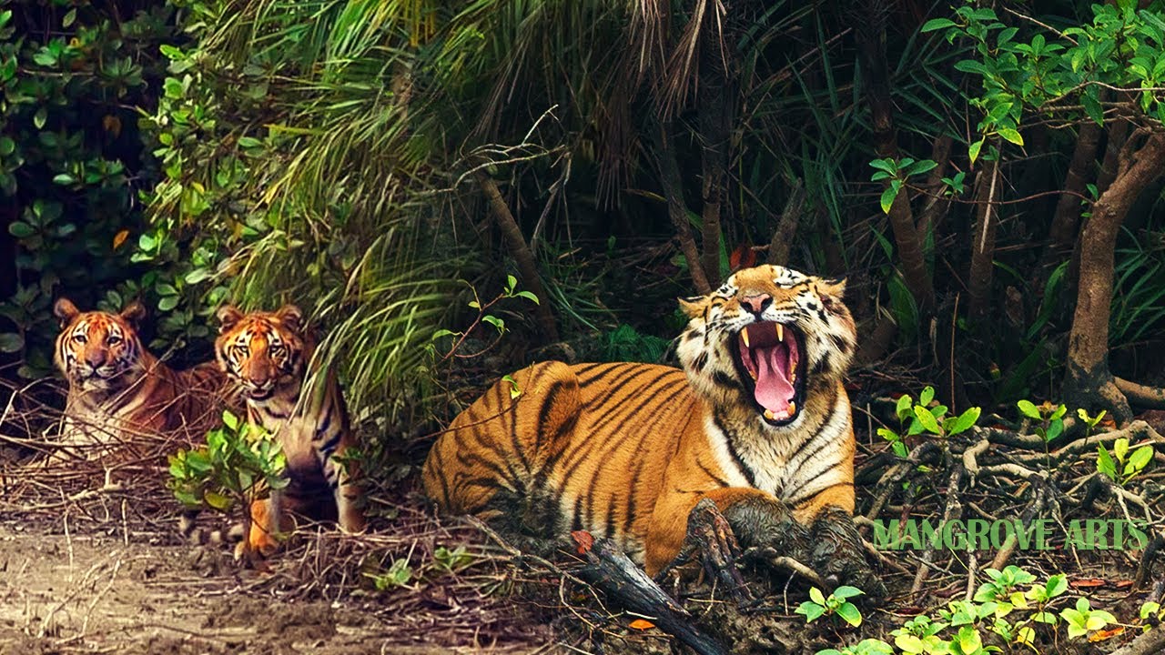 sundarban eco tourism photos