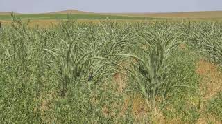 2017 Cottonwood SD Milo   No Till
