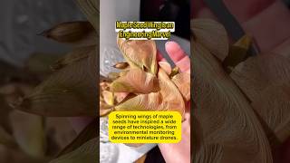 Maple Seed Wing Is an Engineering Marvel