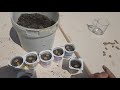 Plantando las pipas de calabazas