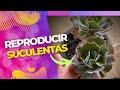 LA MEJOR FORMA DE  REPRODUCIR CACTUS Y SUCULENTAS PASO A PASO