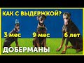 Выдержка с доберманом в разном возрасте | Как научить собаку выдержке | Три Добермана