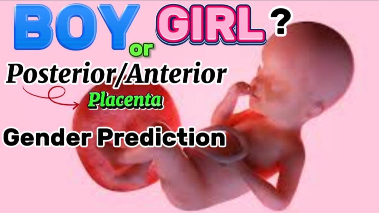 Baby gender prediction from placenta location anterior or posterior during pregnancy