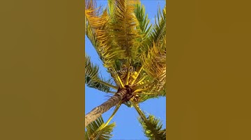 سورة الناس القارئ اسلام صبحي #quran #استغفر_الله #القرآن #القرآن_الكريم #القران #القران_الكريم