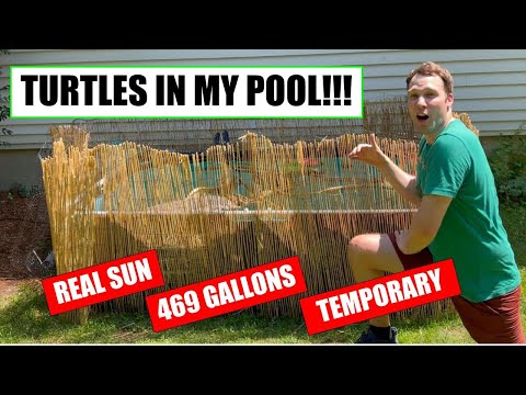 Video: Configuración de piscina de tortuga al aire libre