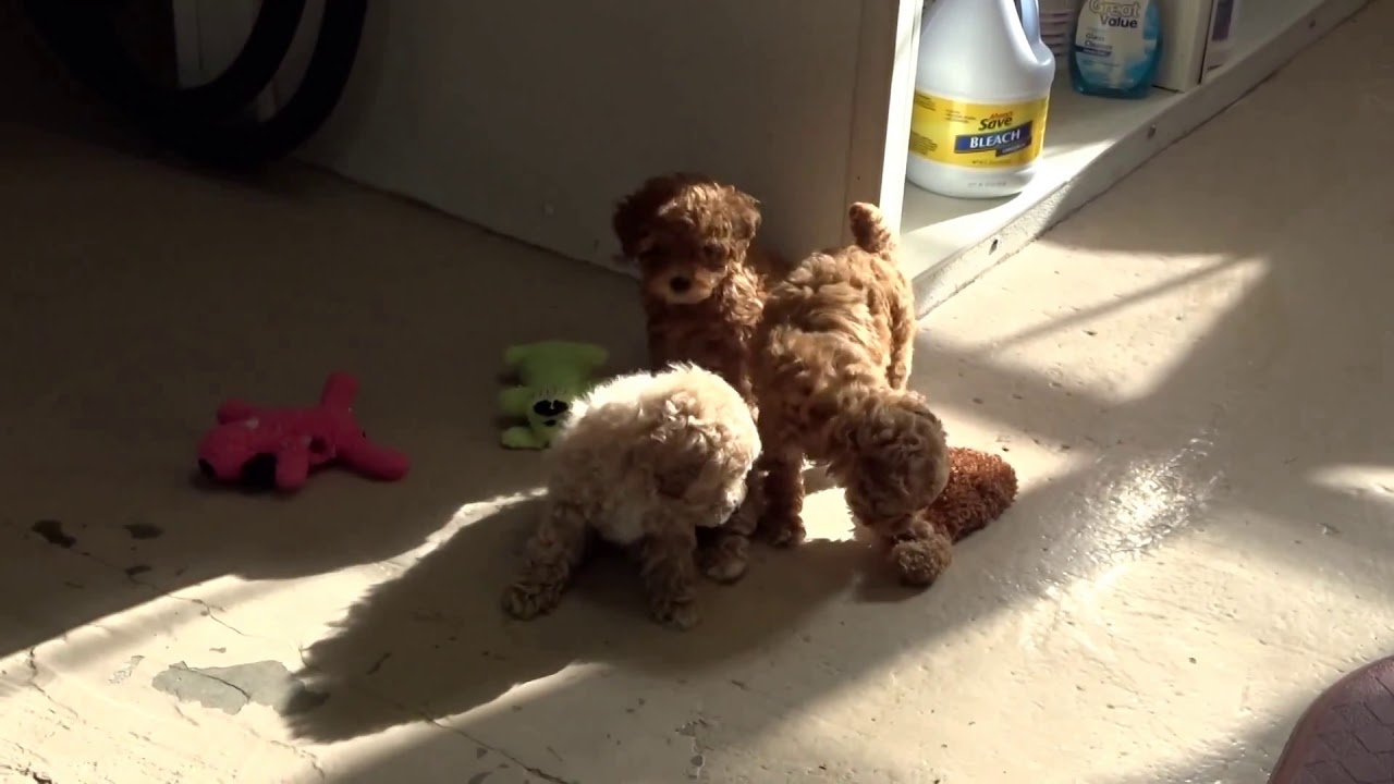 9 Week Old Poodle Babies - Youtube