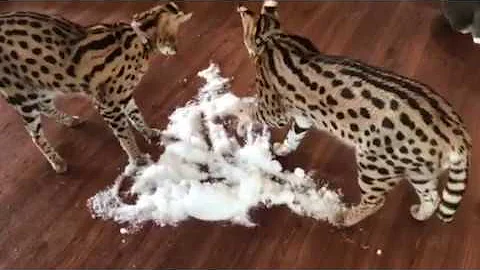 Video 1005651: serval cat fight, female serval, cat snow