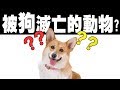 【被狗滅亡的動物？】冷知識 | 鈞發現 |