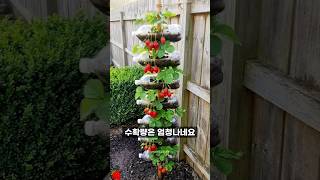 공간 낭비 없는 페트병 딸기 키우기 꿀팁 #가드닝 #tips #diy