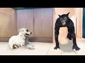 जब शैतान कुत्ते ने देख लिया दानव! FUNNIEST ANIMAL MOMENTS CAUGHT ON CAM 3