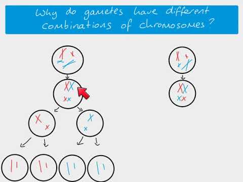 Video: Hoe onafhankelijk assortiment van chromosomen?