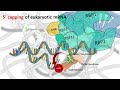 5 prime capping of eukaryotic mRNA