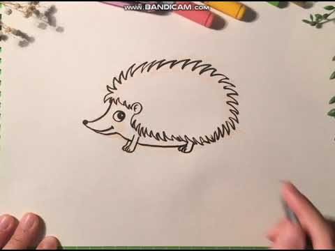Video: Kirpi Nasıl çizilir