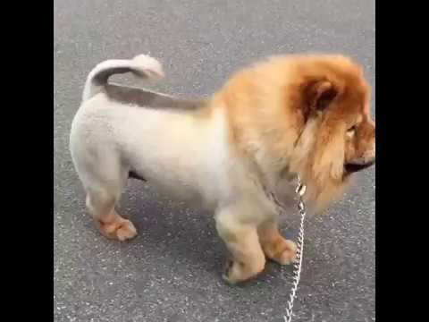 Funny dog or lion whatsapp most viral video 2017