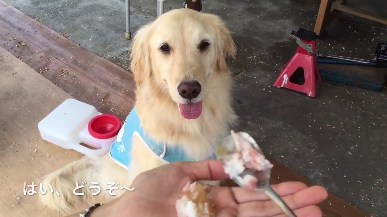 ゴールデンレトリバーはっちのランチ In 道瀬食堂 Aug 16 Youtube