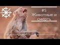 #5 - Животные и смерть