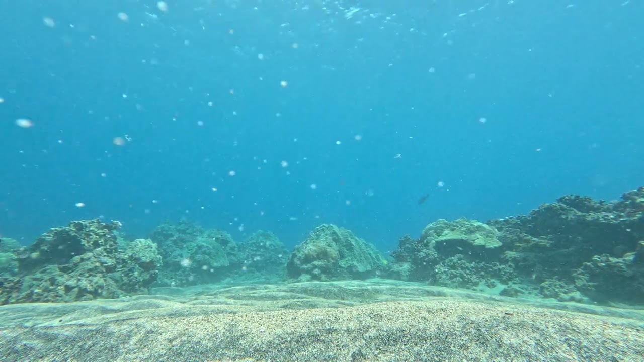 Maui 1292 - Rogue Lizardfish, Arc-eye Hawkfish, & Friends