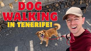How to Volunteer to Walk Dogs in Tenerife!