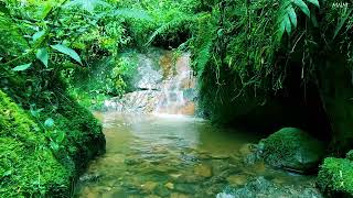 Download Lagu Melodi Alam yang Damai, Kicau Burung yang Merdu, Suara Gemericik Air, Suara Hutan, ASMR MP3 Download Lagu Melodi Alam yang Damai, Kicau Burung yang Merdu, Suara Gemericik Air, Suara Hutan, ASMR MP3