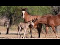 Birth of a wild horse, Amazing!
