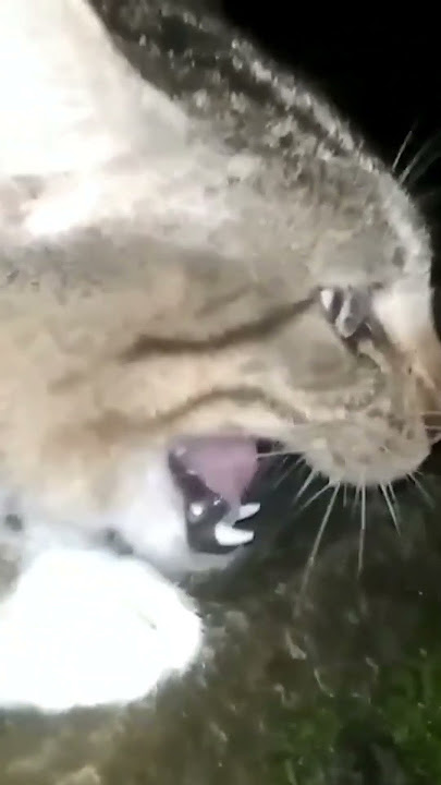 suara kucing jantan marah paling seram #suarakucing #kucingmarah #kucingberantem #shorts