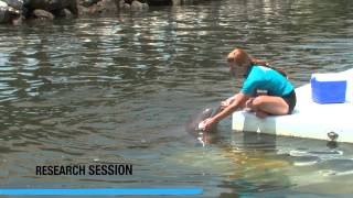 Fantasy Dolphin Day - Dolphin Research Center
