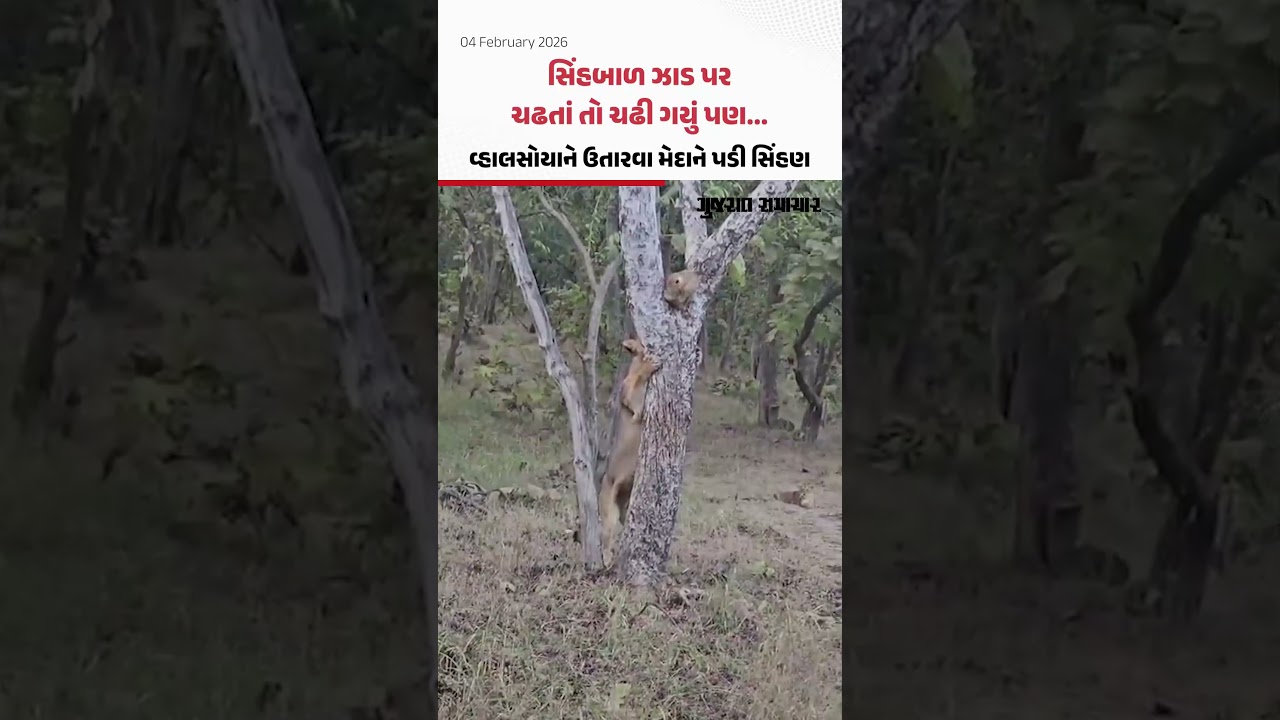 સિંહબાળ ઝાડ પર ચઢતાં તો ચઢી ગયું પણ... વ્હાલસોયાને ઉતારવા મેદાને પડી સિંહણ, વીડિયો વાઇરલ