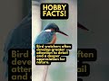HOBBY FACTS! Did you know birdwatching can improve mindfulness and patience? 🦅 #birdwatching #hobby