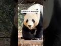 We saw the last giant pandas in the United States