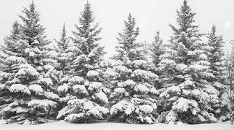 Tranquil Winter Wonderland: Snow-Covered Forest Animated Screensaver for a Cozy and Peaceful Setting