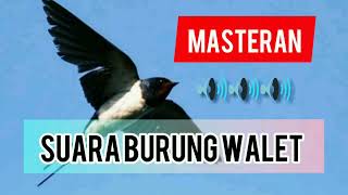 Suara burung walet || masteran burung juara