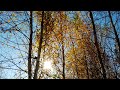 Листопад - Ernesto Cortazar - Les Feuilles Mortes ( Autumn Leaves)
