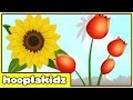 Learn About Flowers 2 - Preschool Activity