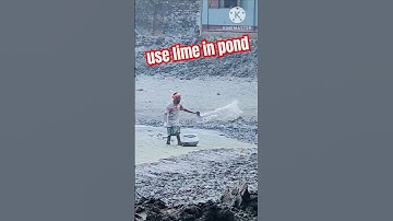 how to use lime in fish pond #pond #fishpond #shorts