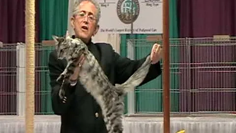 Video 7194061: turkish angora kitten cat, cfa international cat show