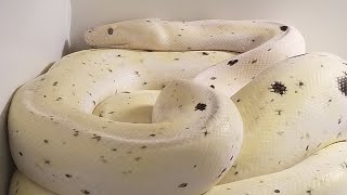 Reticulated Python Gestation to Eggs