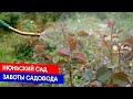 Июньский сад - заботы садовода