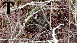 Escaped monkey spotted on drone video in Scotland