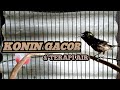 Kolibri Ninja Konin Gacor Cocok Buat Terapi Masteran Mp3 - Mp4 Download