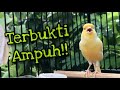 Pancingan Kenari Muda Agar Cepat Bunyi Gacor Cengkok Enak Durasi Panjang Kenari Gacor Mp3 - Mp4 Download
