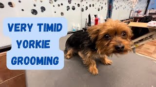 The EASIEST groom for a YORKIE at HOME EXPLAINED!!