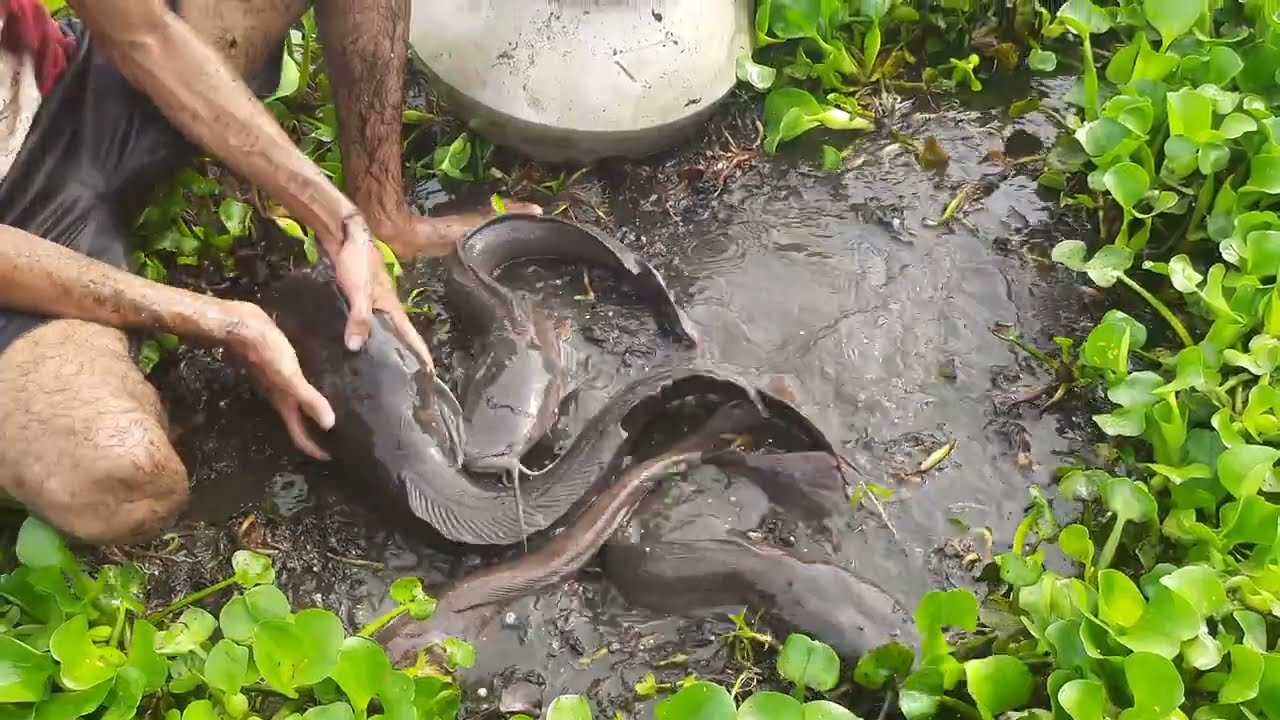 Unique Hand Fishing Video Smart Boy Catching Catfish By Hand From Mud