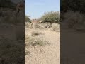 Youtubeshorts animals wildlife donkey shortshortcamel habibi