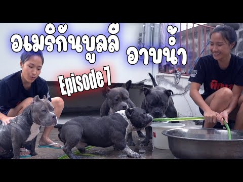 อาบน้ำหมาเอง อเมริกันบูลลี่ 4 ตัว / Cleaning my American bullies/ jiw jiw bully Ep 7